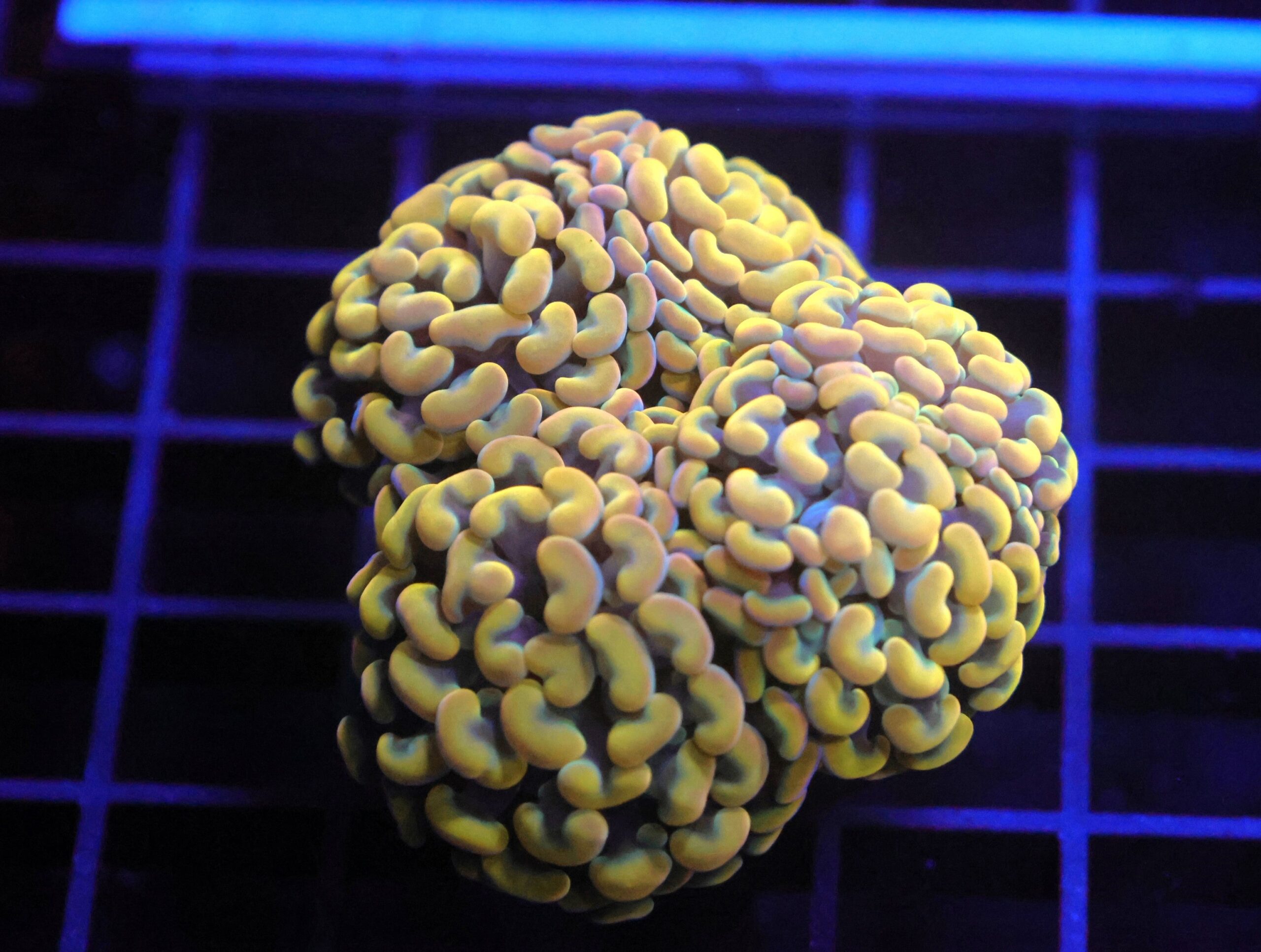 J89 - INDO HAMMER BRANCH GOLD 4 HEAD