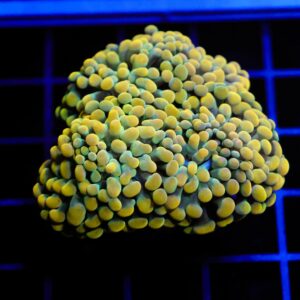 J92 - INDO HAMMER BRANCH GOLD 4 HEAD