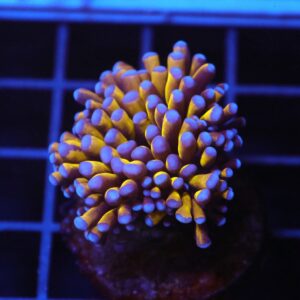 J94 - MALAYSIAN TORCH 24K GOLD 1 HEAD