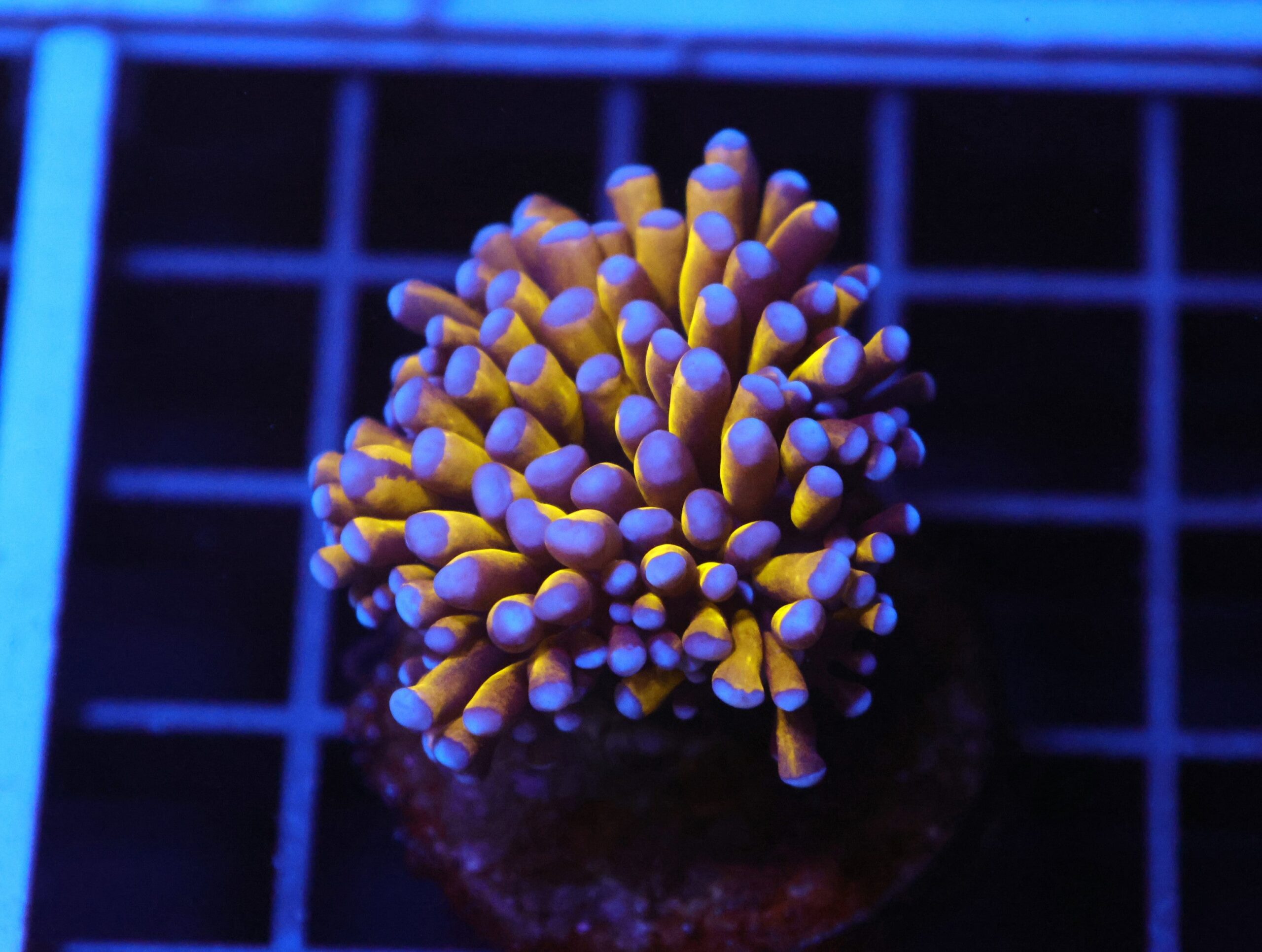 J94 - MALAYSIAN TORCH 24K GOLD 1 HEAD