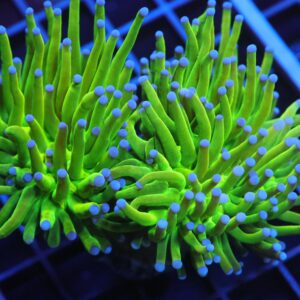 J96 - MALAYSIAN TORCH GREEN GRAIL 2 HEAD