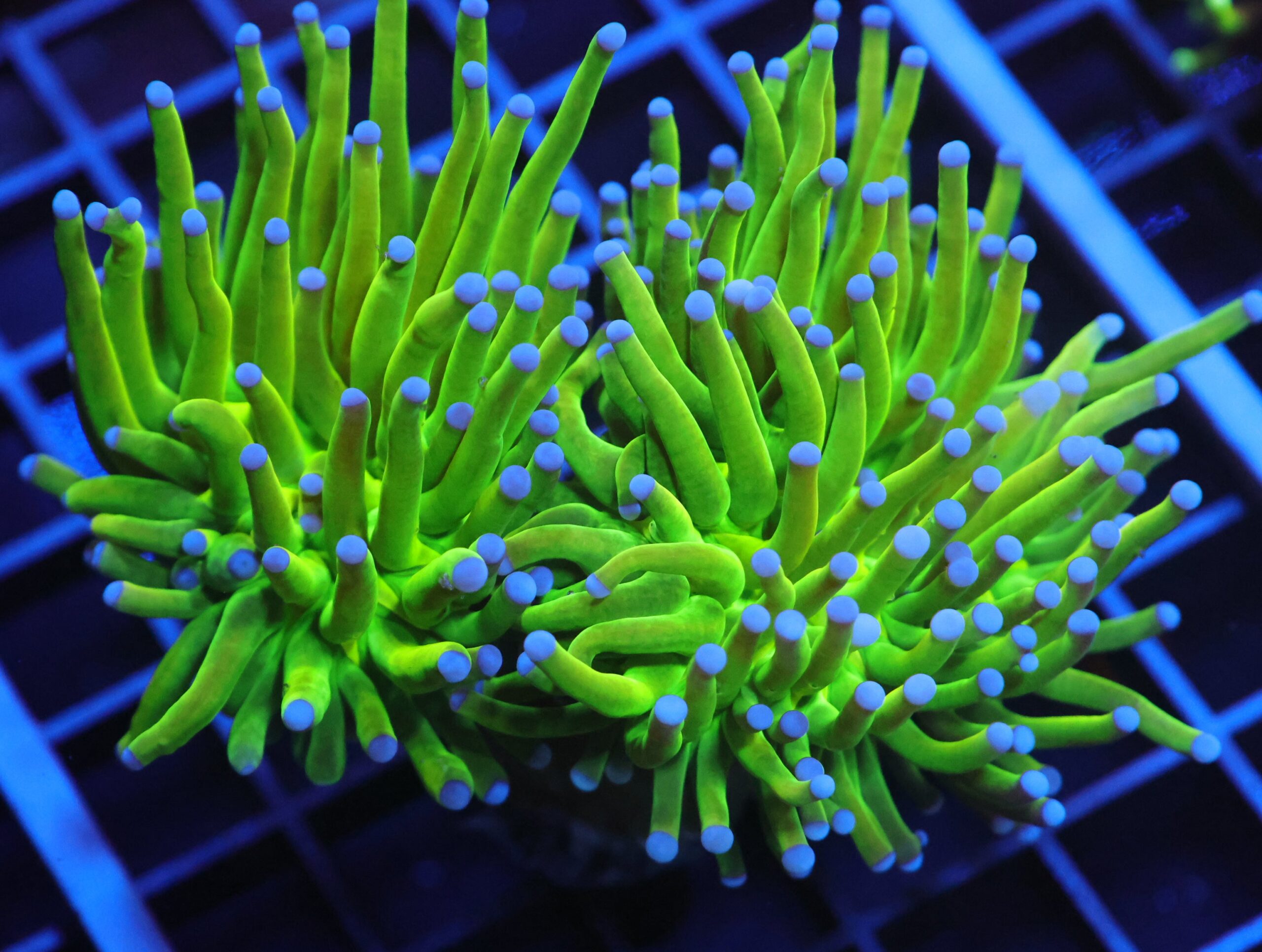 J96 - MALAYSIAN TORCH GREEN GRAIL 2 HEAD