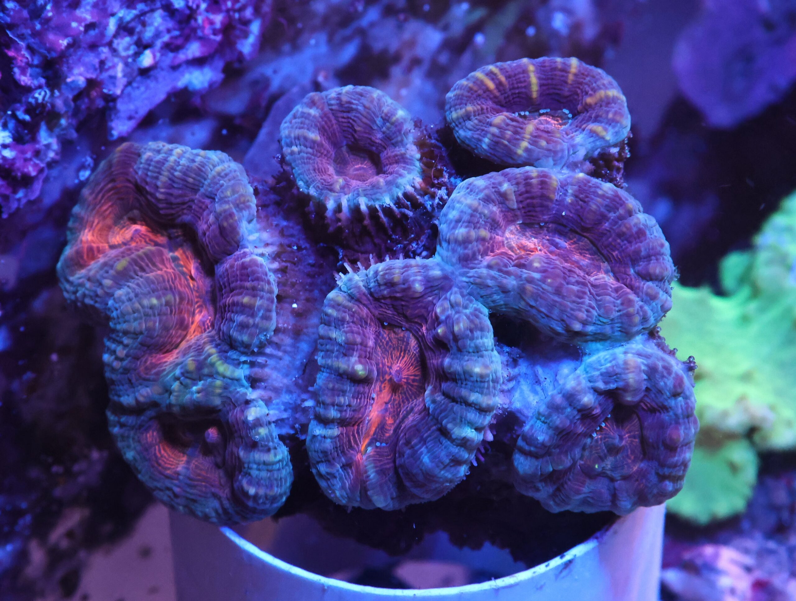 K16 - INDO ORANGE CORE LOBO