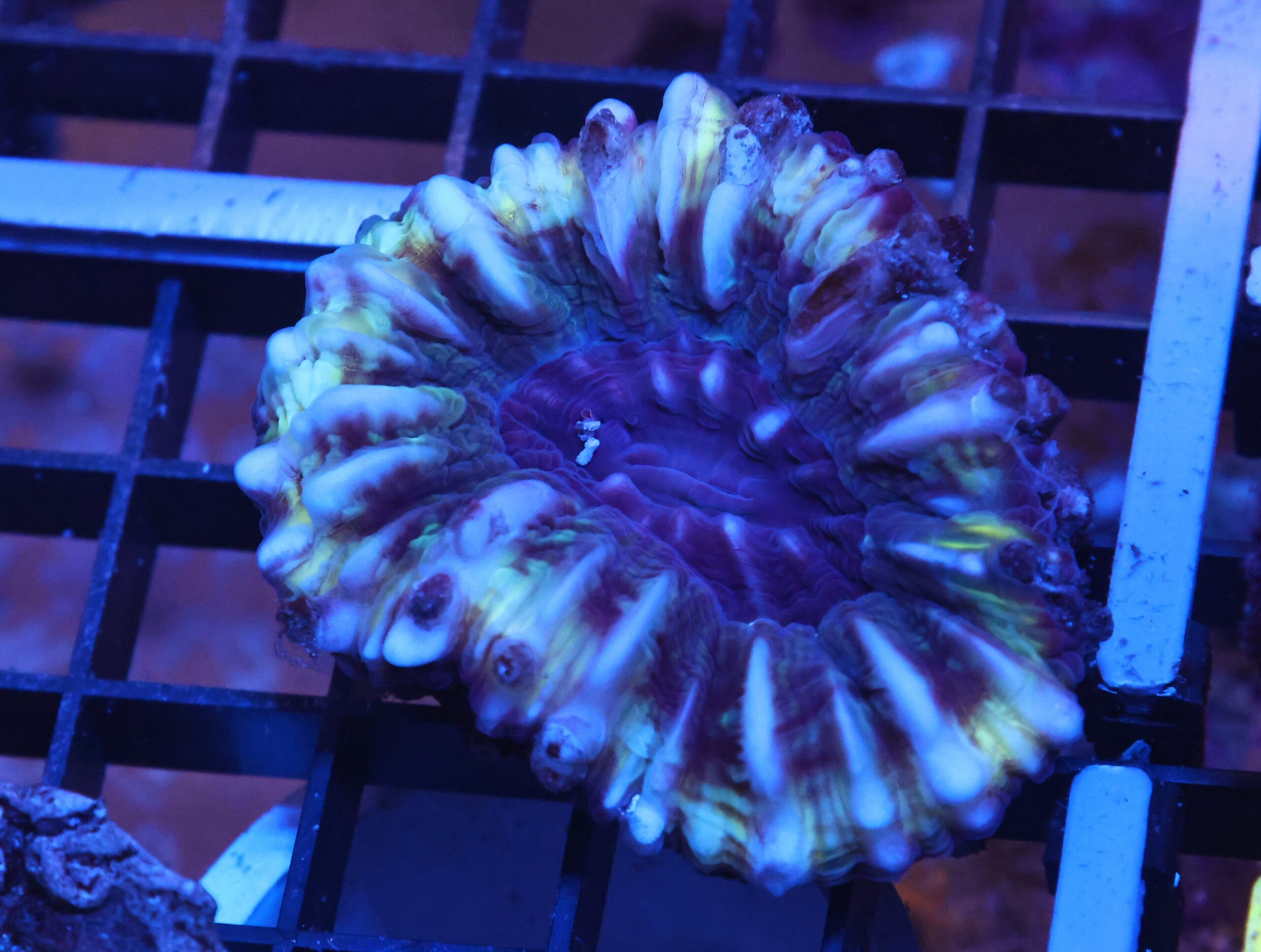 K26 - AUSSIE JOKER CYNARINA