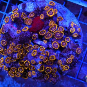 X36 - INDO BLACK HORNET ZOA