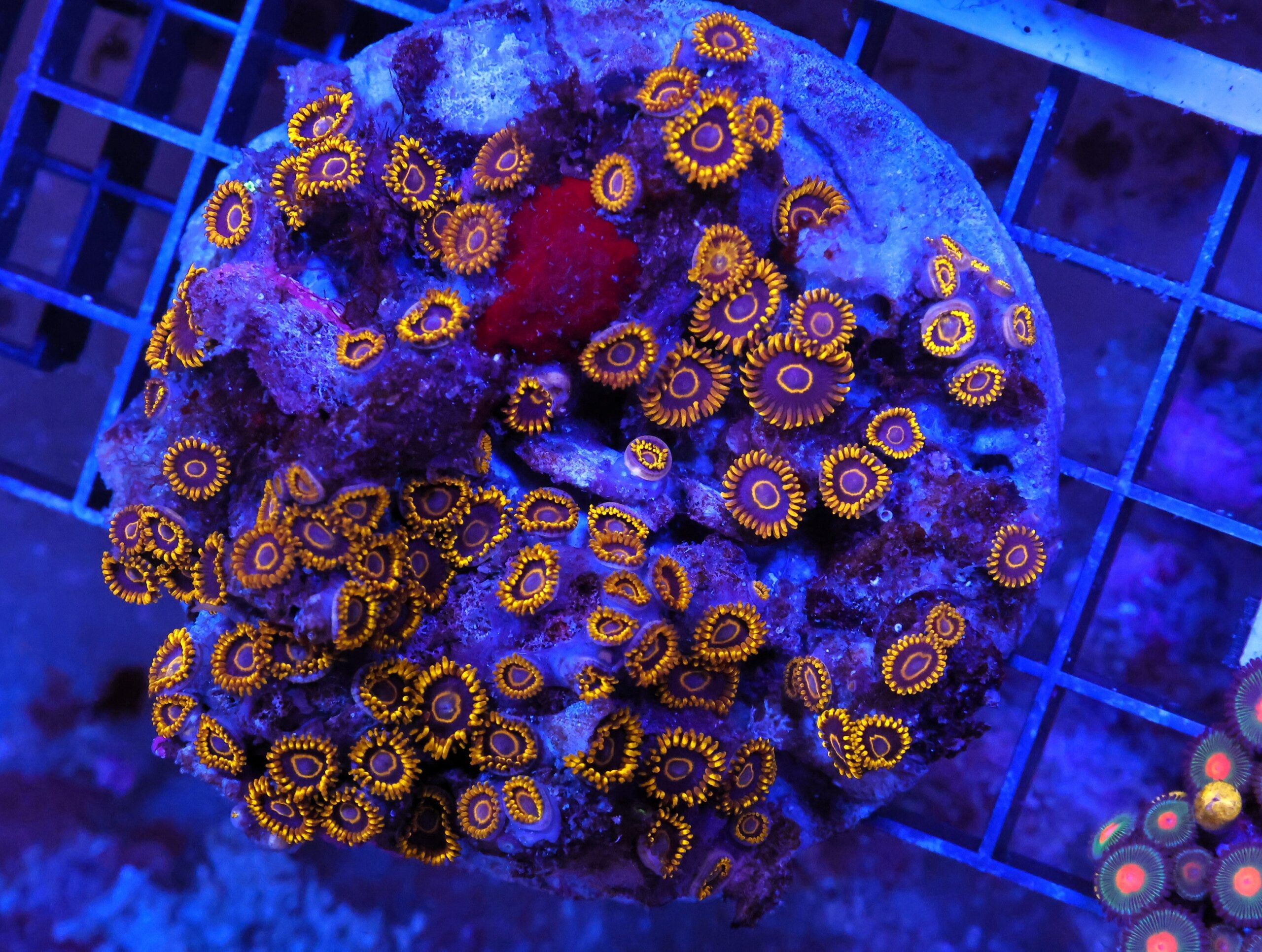 X36 - INDO BLACK HORNET ZOA