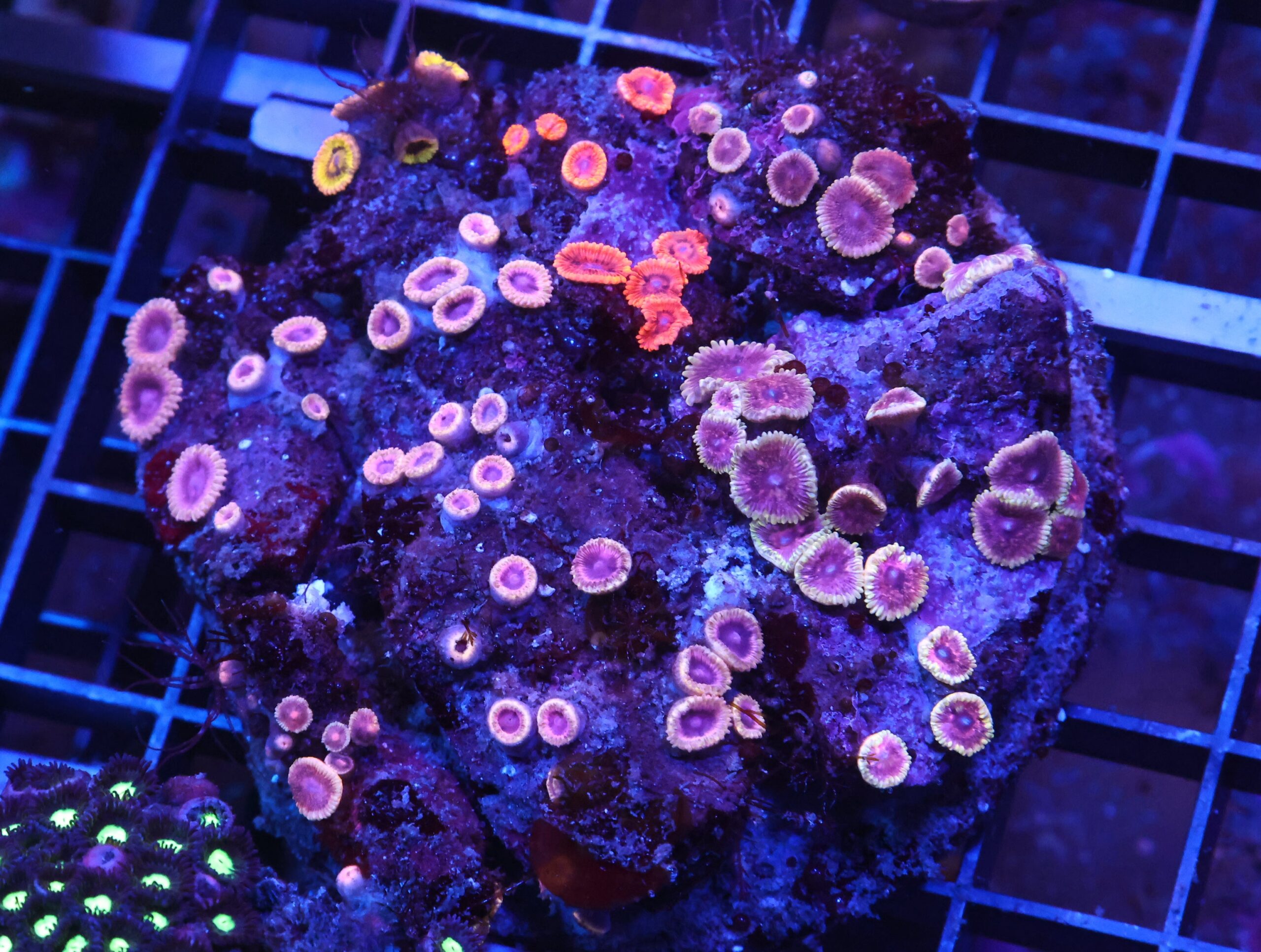 X46 - INDO ECLIPSE GARDEN ZOA