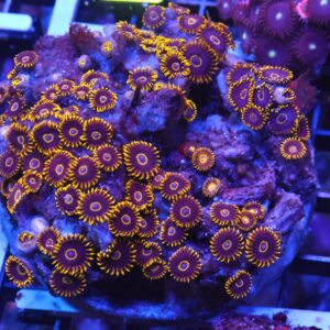 X52 - INDO BLACK HORNET ZOA