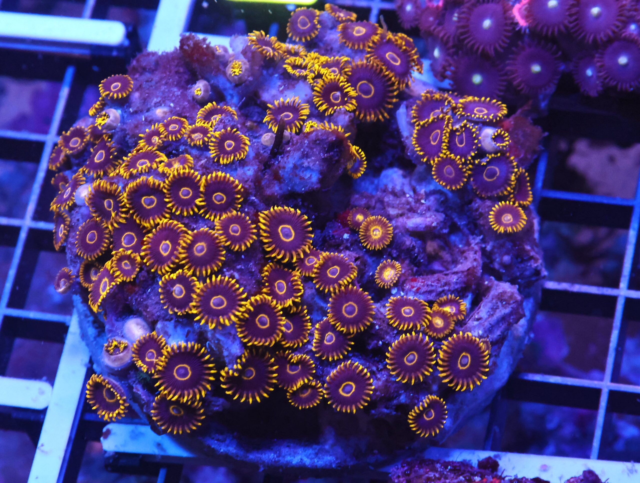 X52 - INDO BLACK HORNET ZOA