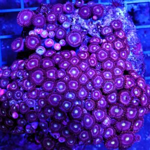 X72 - INDO PURPLE ZOA