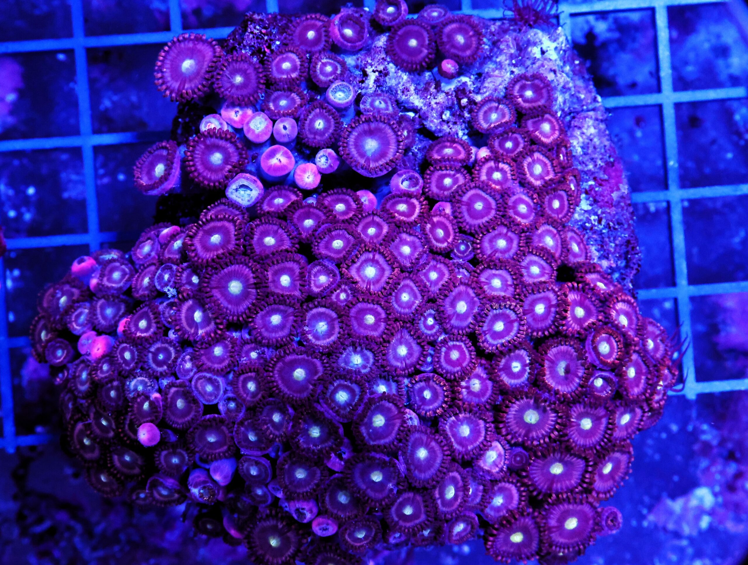 X72 - INDO PURPLE ZOA