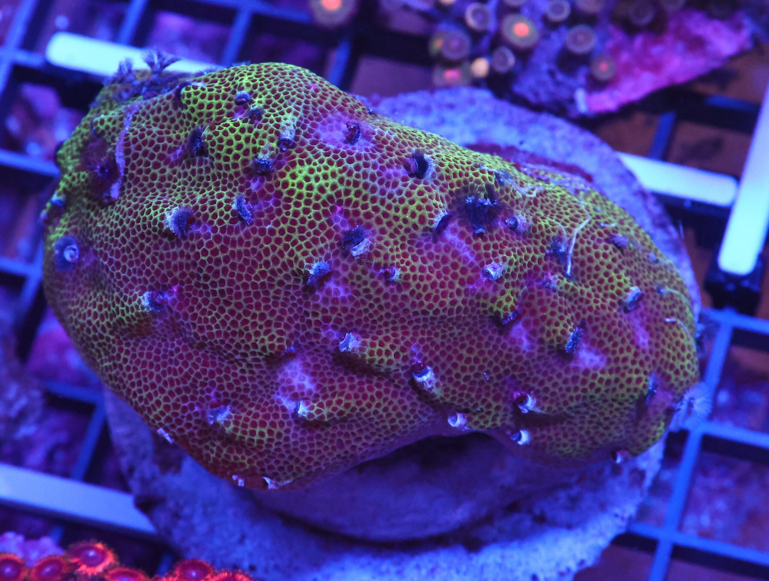 X76 - INDO BISMA WORM ROCK