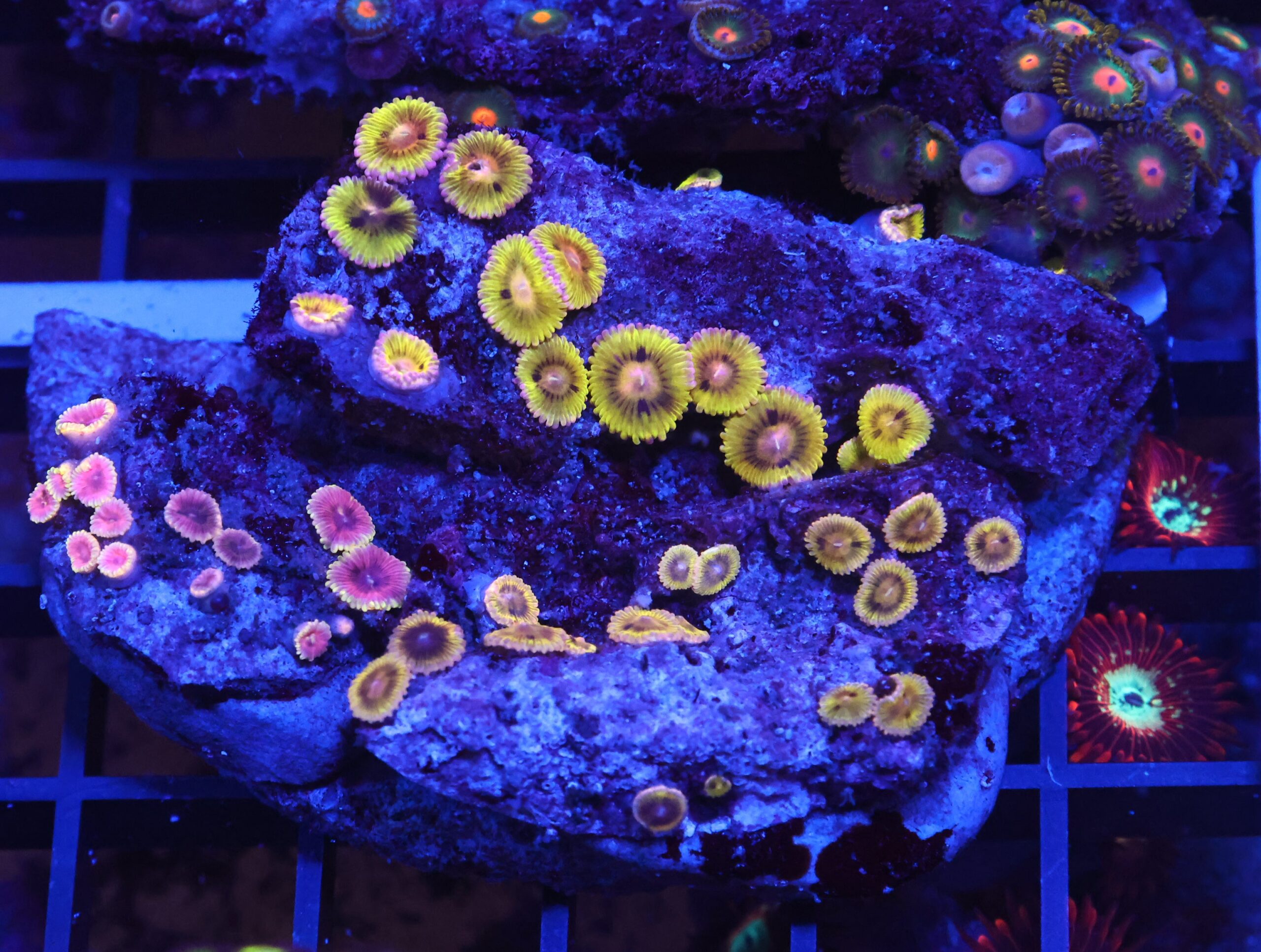 X92 - INDO ECLIPSE GARDEN ZOA