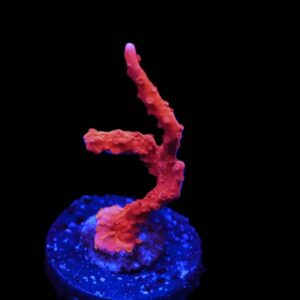 SDC Monti: Firestarter Hirsuta