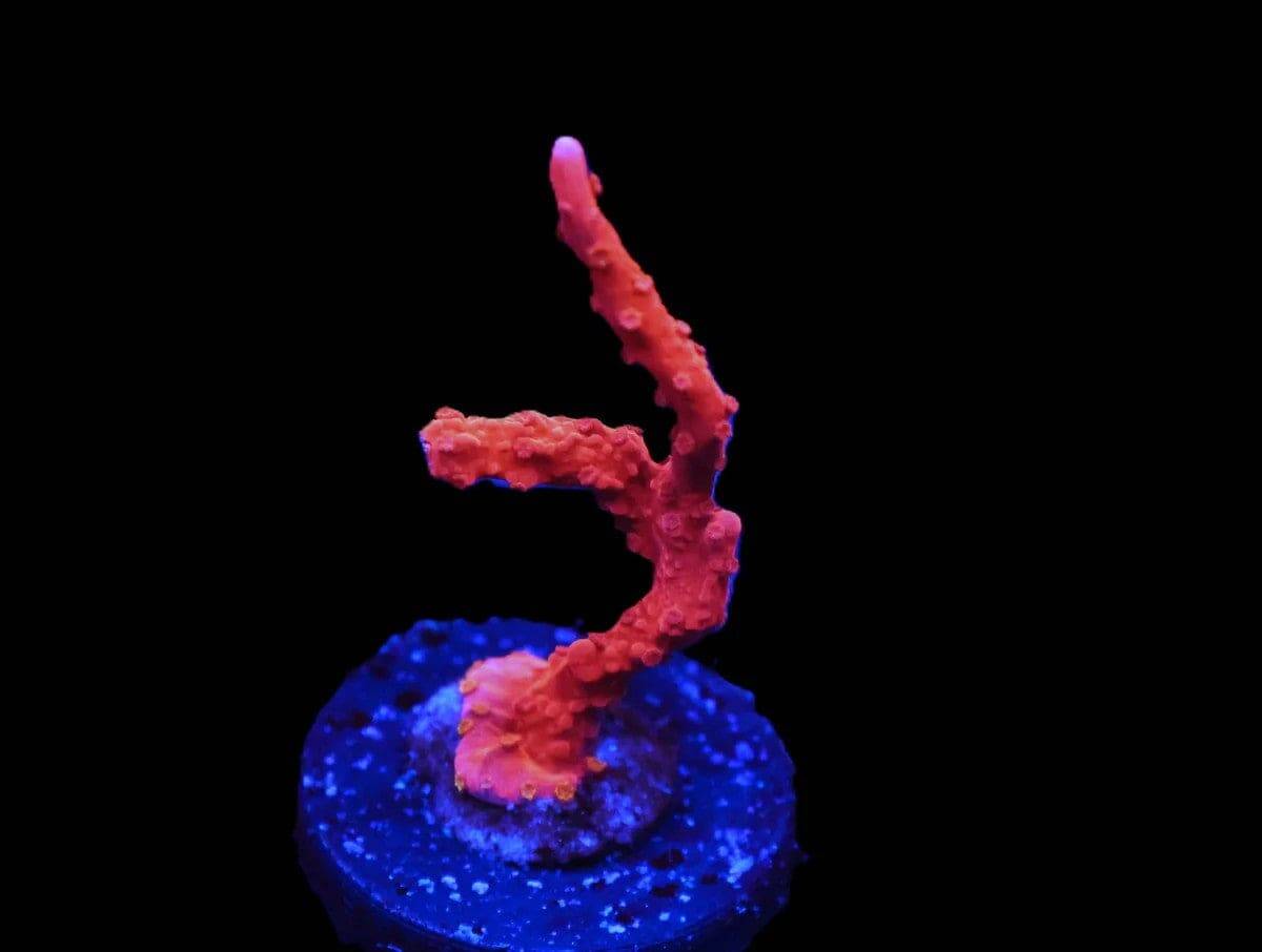 SDC Monti: Firestarter Hirsuta