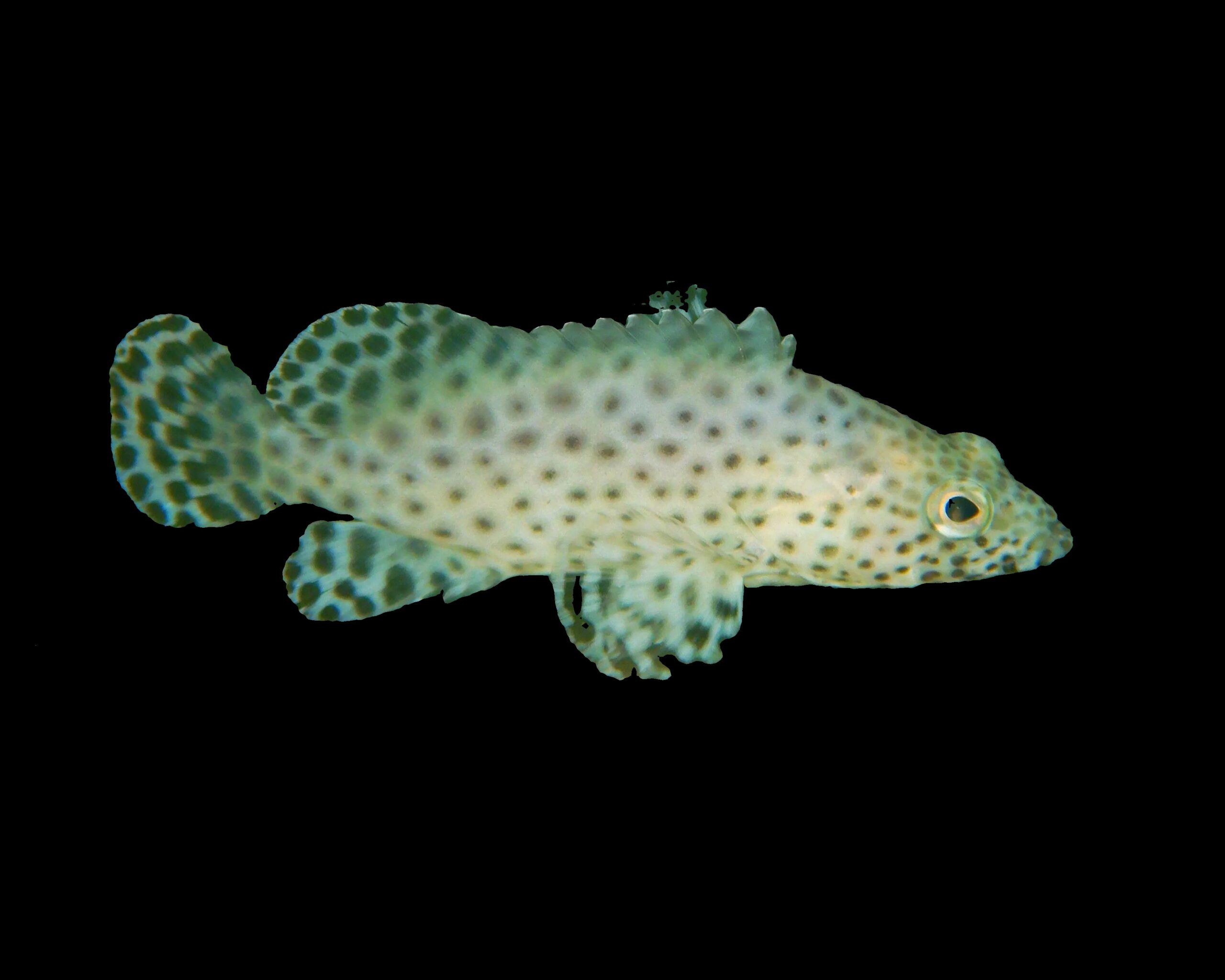 Grouper: Panther Hybrid CB