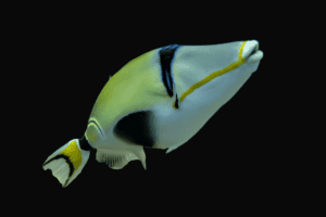 Trigger: Lunula; Tonga