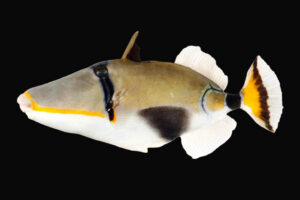 Trigger: Lunula; Aus.