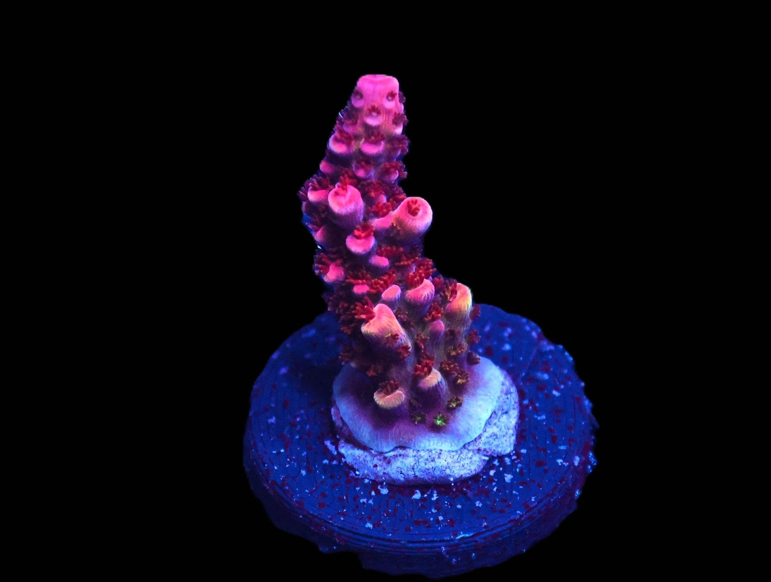 SDC Acro: Rainbow Rommels Cult