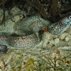 Eel: White Spotted Moray; Brz.