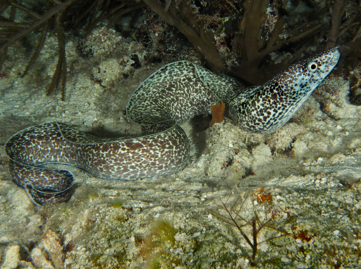 Eel: White Spotted Moray; Brz.