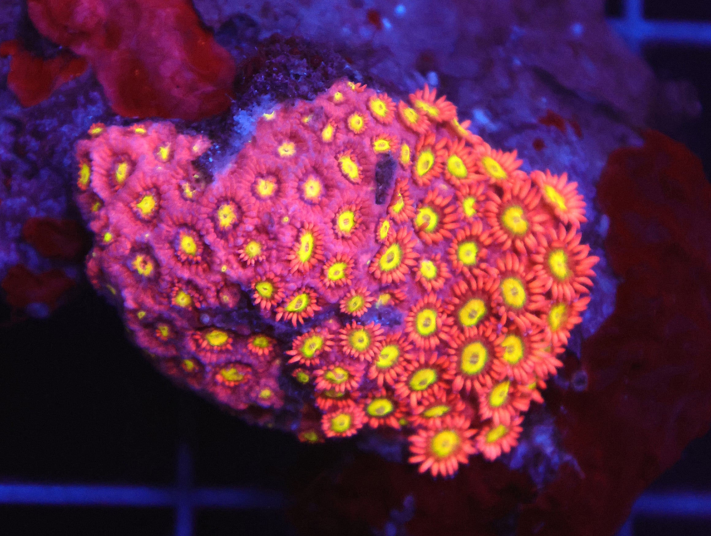 B05 -INDO GOLDENFLARE GONIOPORA