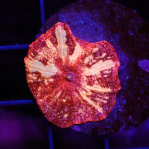 B02 -TIGER LILLY DISCO MUSHROOM