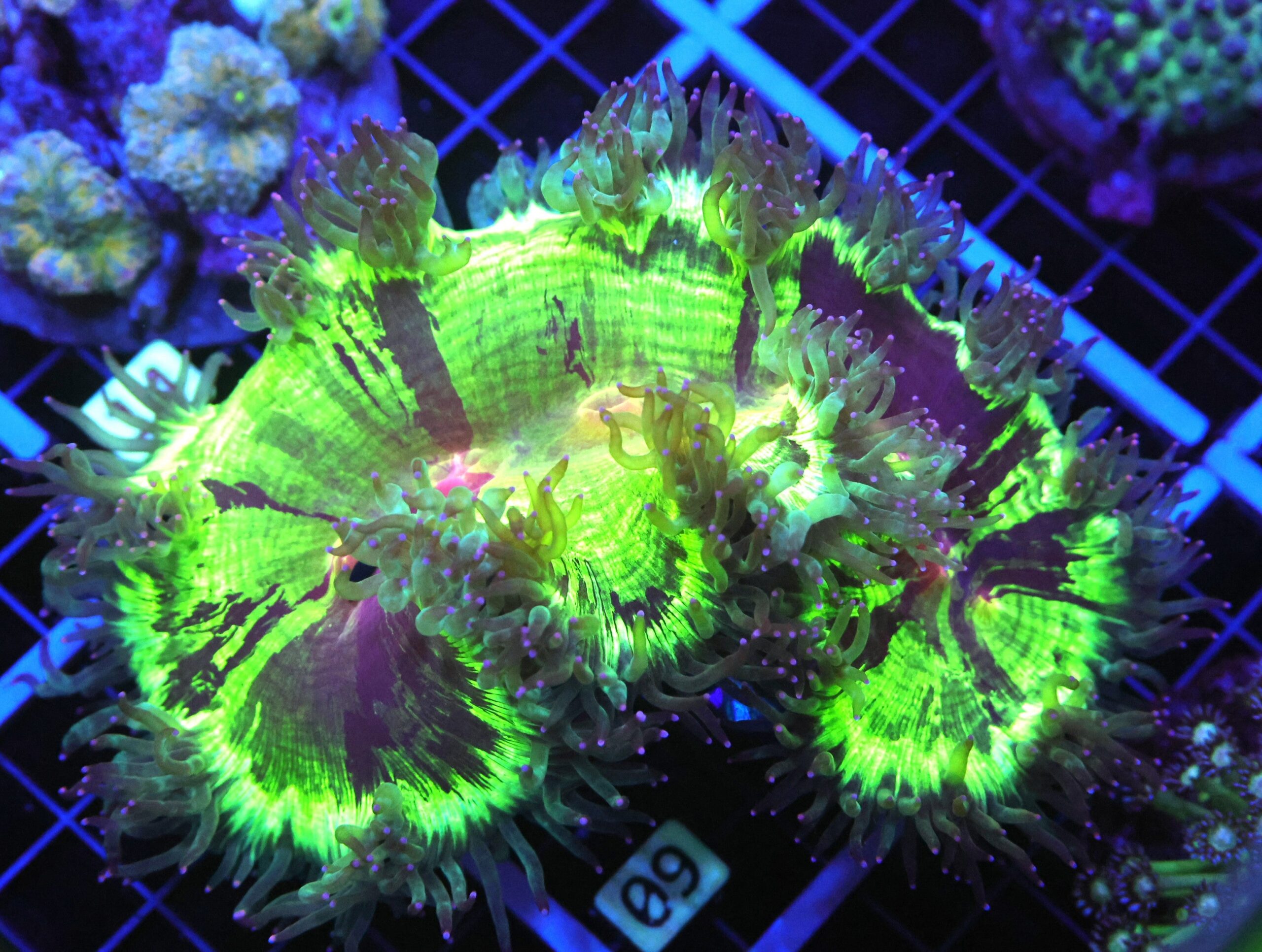 B09 -INDO RED MOUTH PURPLE TIP ELEGANCE