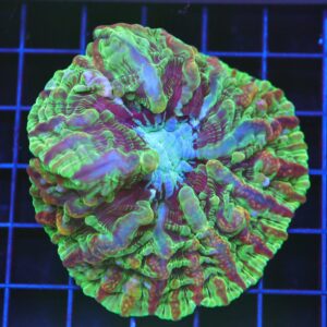 B101 - RIDDLERS REVERNGE INDOPHYLLIA