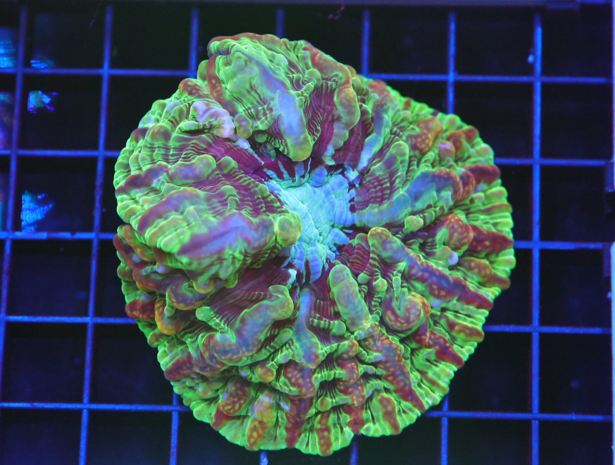 B101 - RIDDLERS REVERNGE INDOPHYLLIA