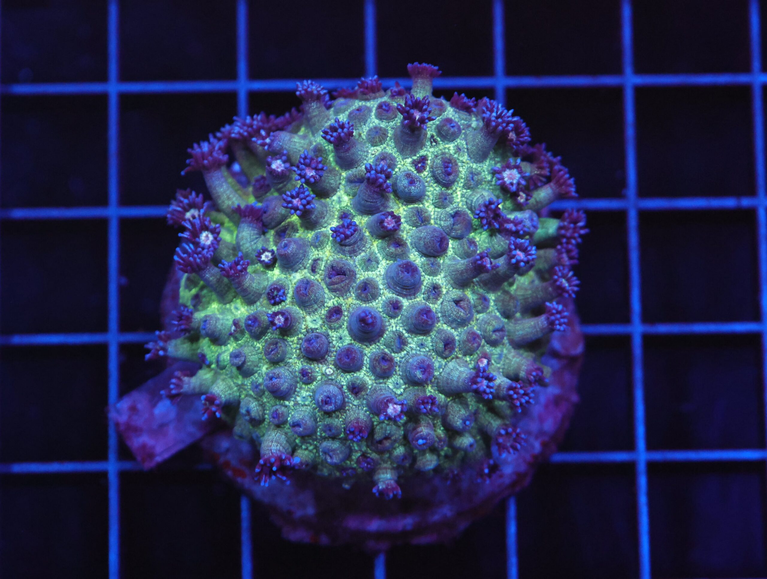 B10 -INDO GLITTER BOMB GONIOPORA