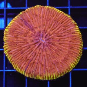 B104 - INDO GOLDEN SUNRISE FUNGIA