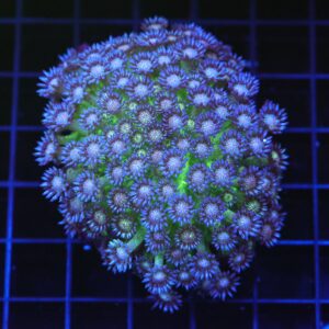 B107 - INDO GLITTER BOMB GONIOPORA