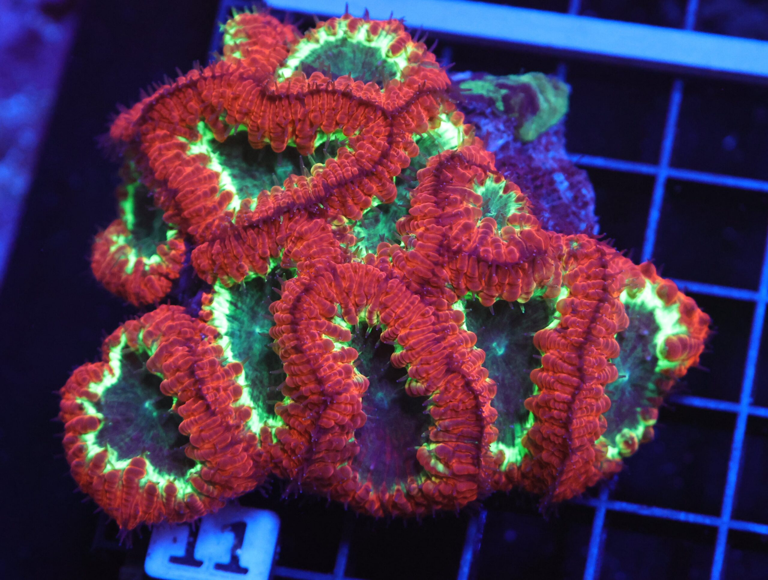 B11 -INDO CRIMSON RIM ELECTRIC GLOW BLASTO