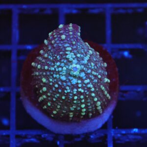 B119 - MOON DANCER RHODACTIS MUSHROOM