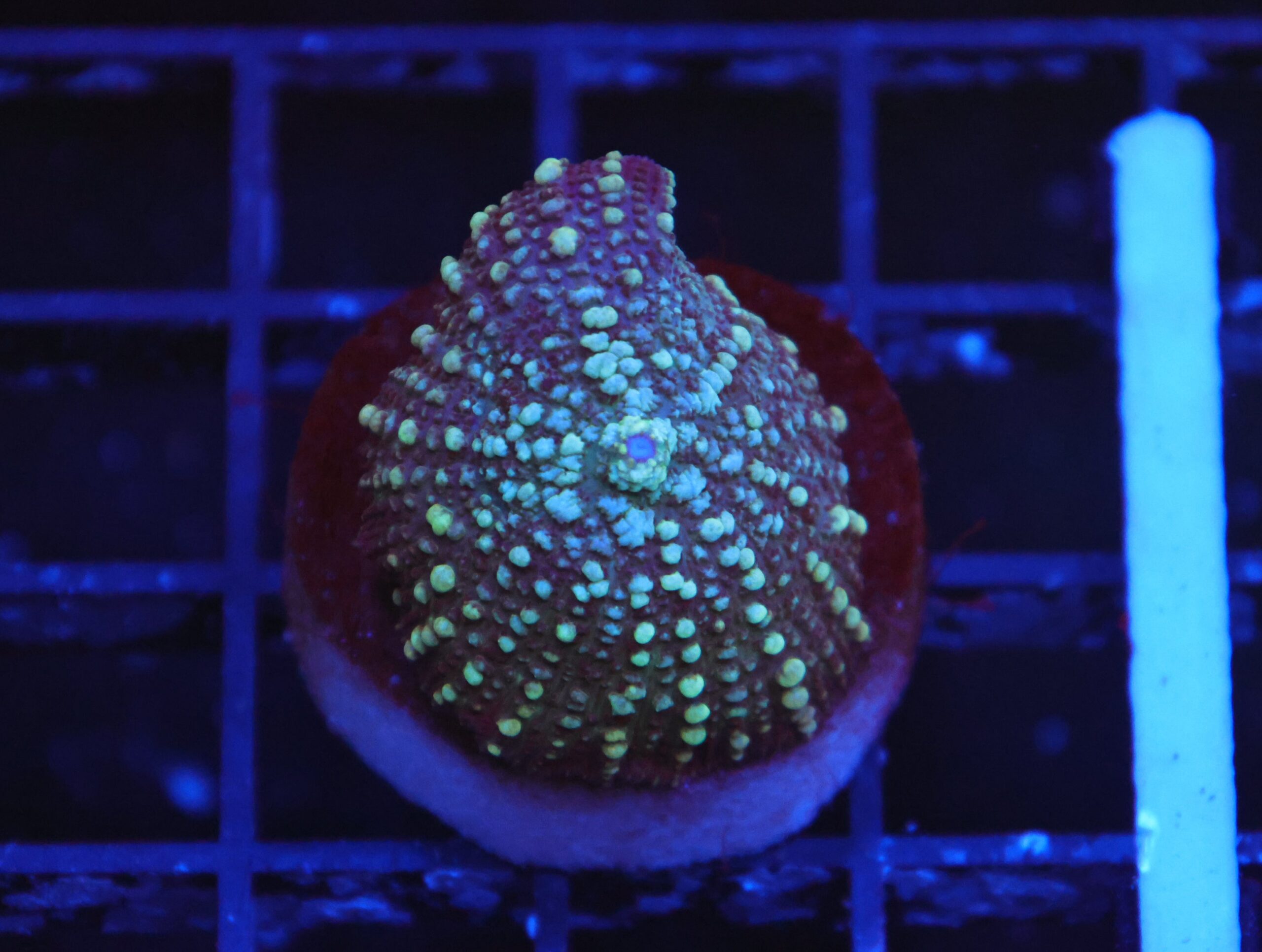 B119 - MOON DANCER RHODACTIS MUSHROOM