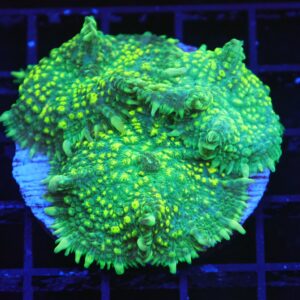 B118 - URANIUM RHODACTIS MUSHROOM