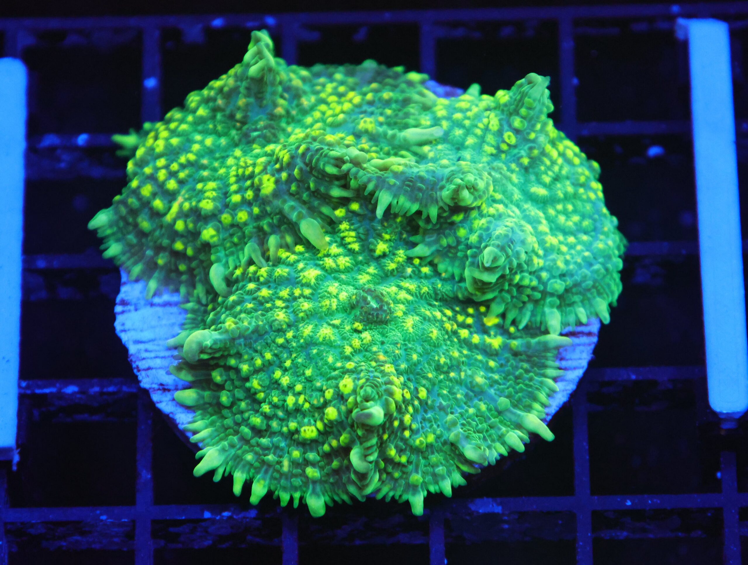 B118 - URANIUM RHODACTIS MUSHROOM