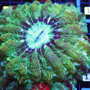 B12 -URANIUM INDOPHYLLIA