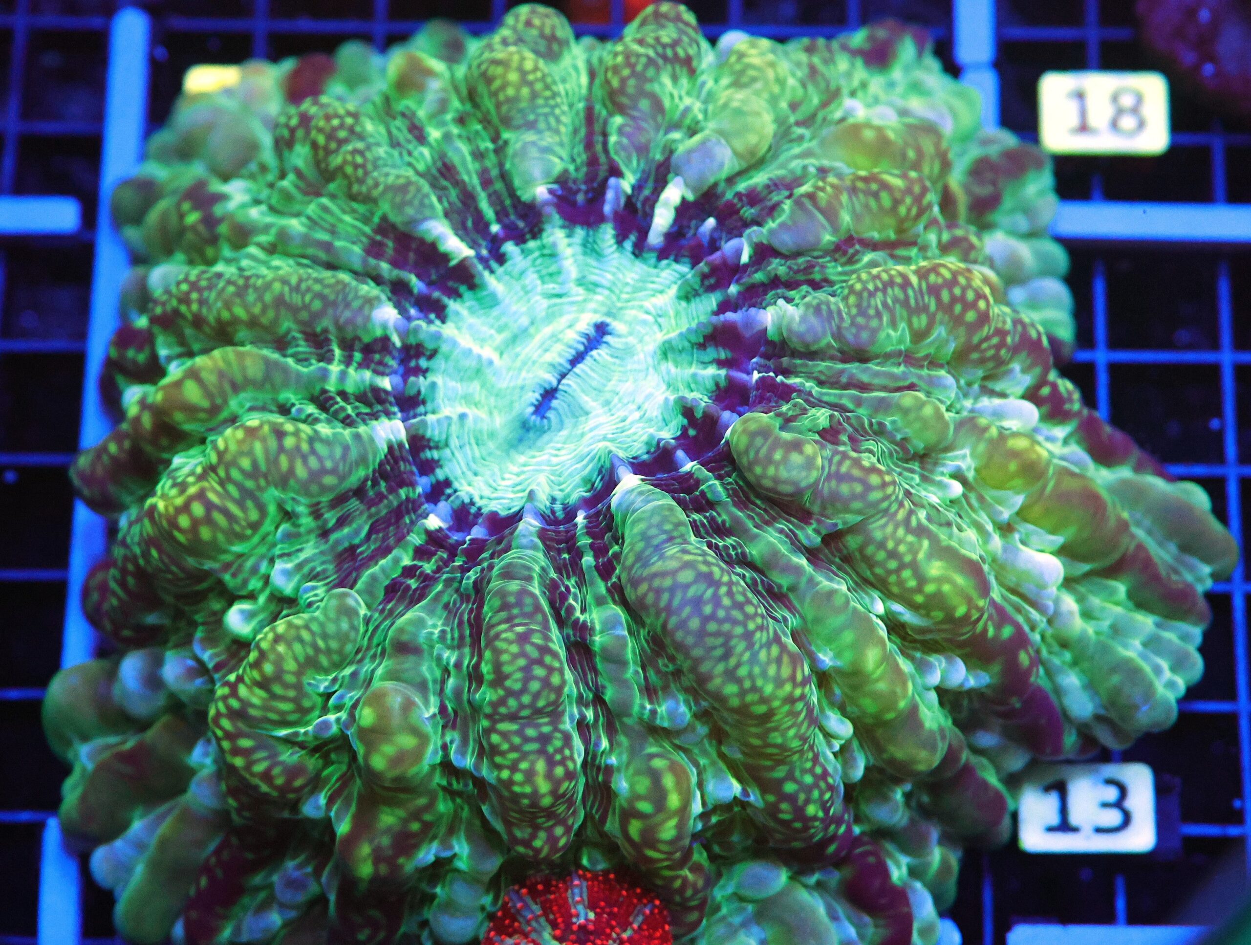 B12 -URANIUM INDOPHYLLIA