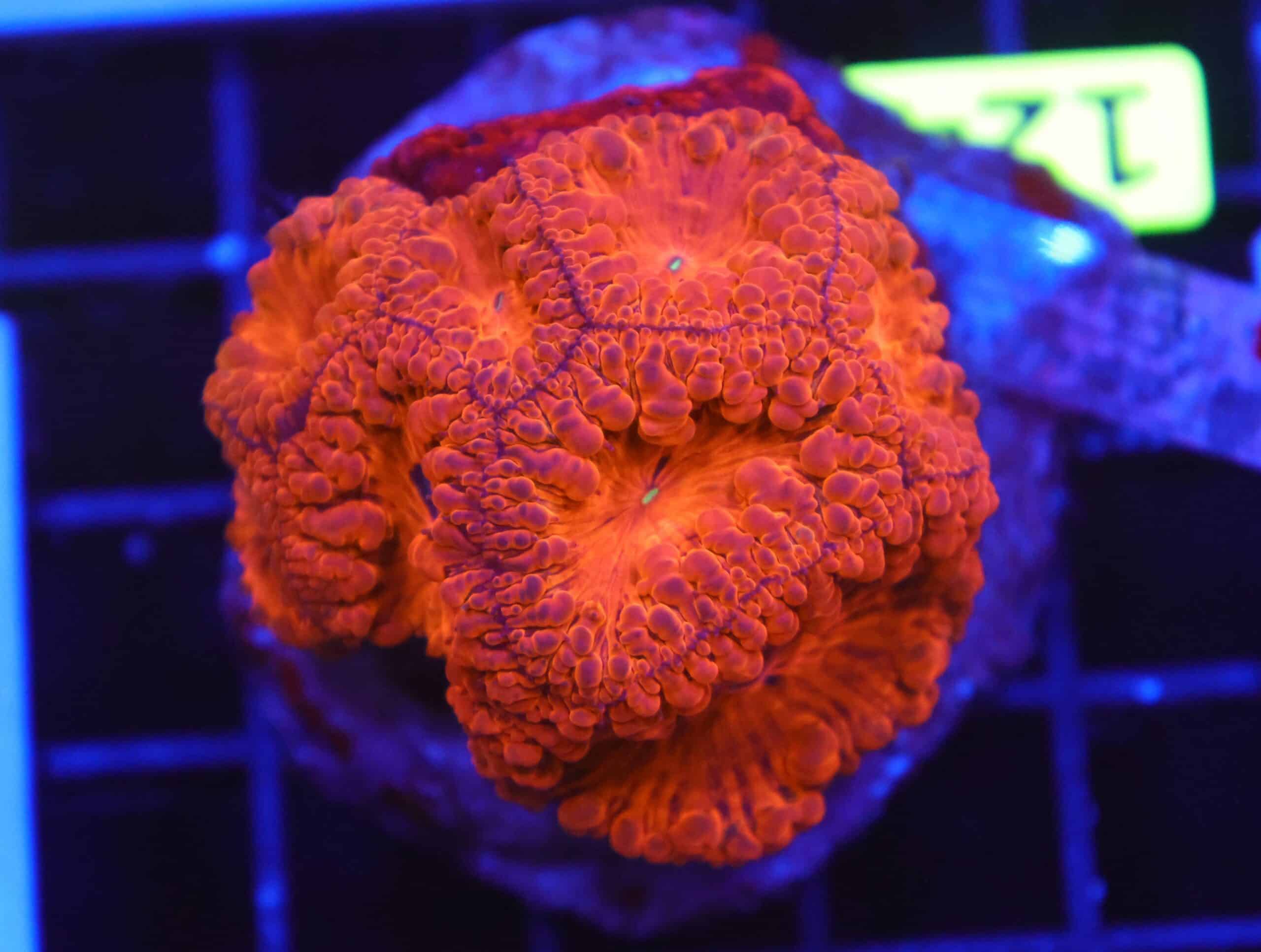 B124 - INDO RED HOT BLASTO