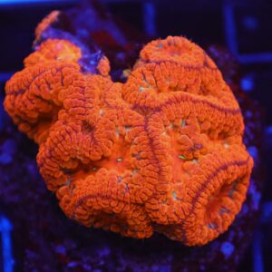 B126 - INDO RUBY RED BLASTO