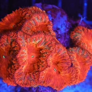 B128 - INDO RUBY RED BLASTO