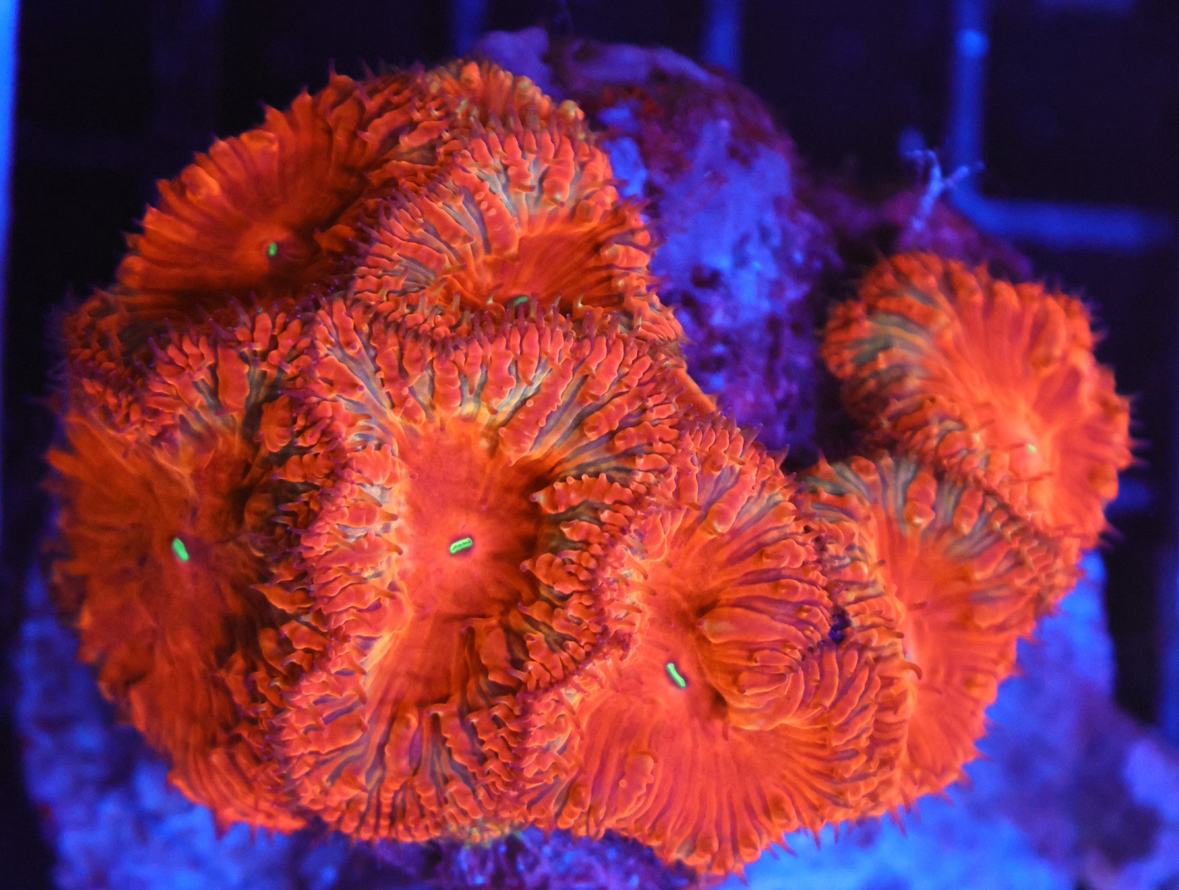 B128 - INDO RUBY RED BLASTO