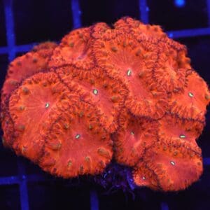 B131 - INDO RUBY RED BLASTO
