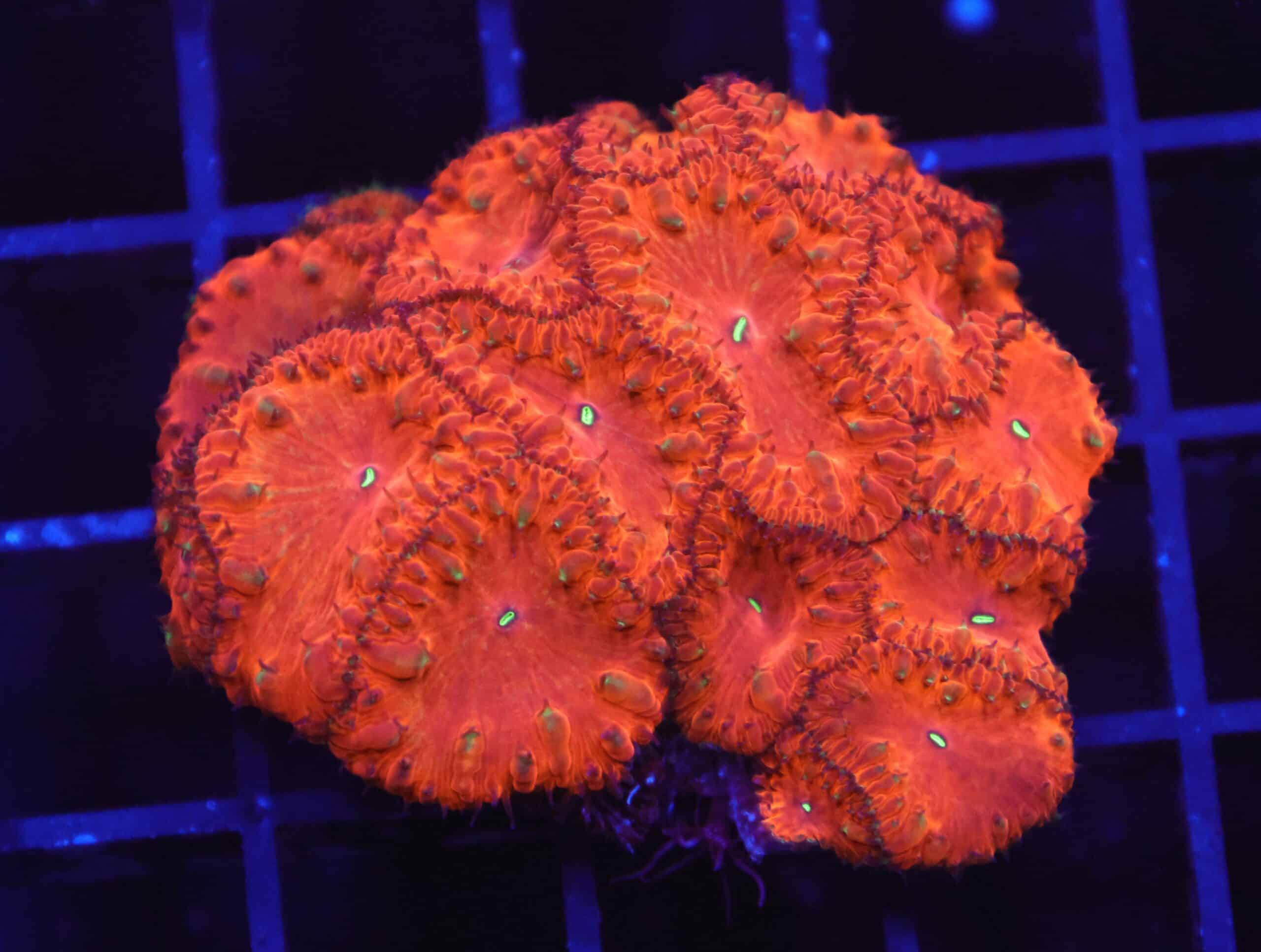 B131 - INDO RUBY RED BLASTO