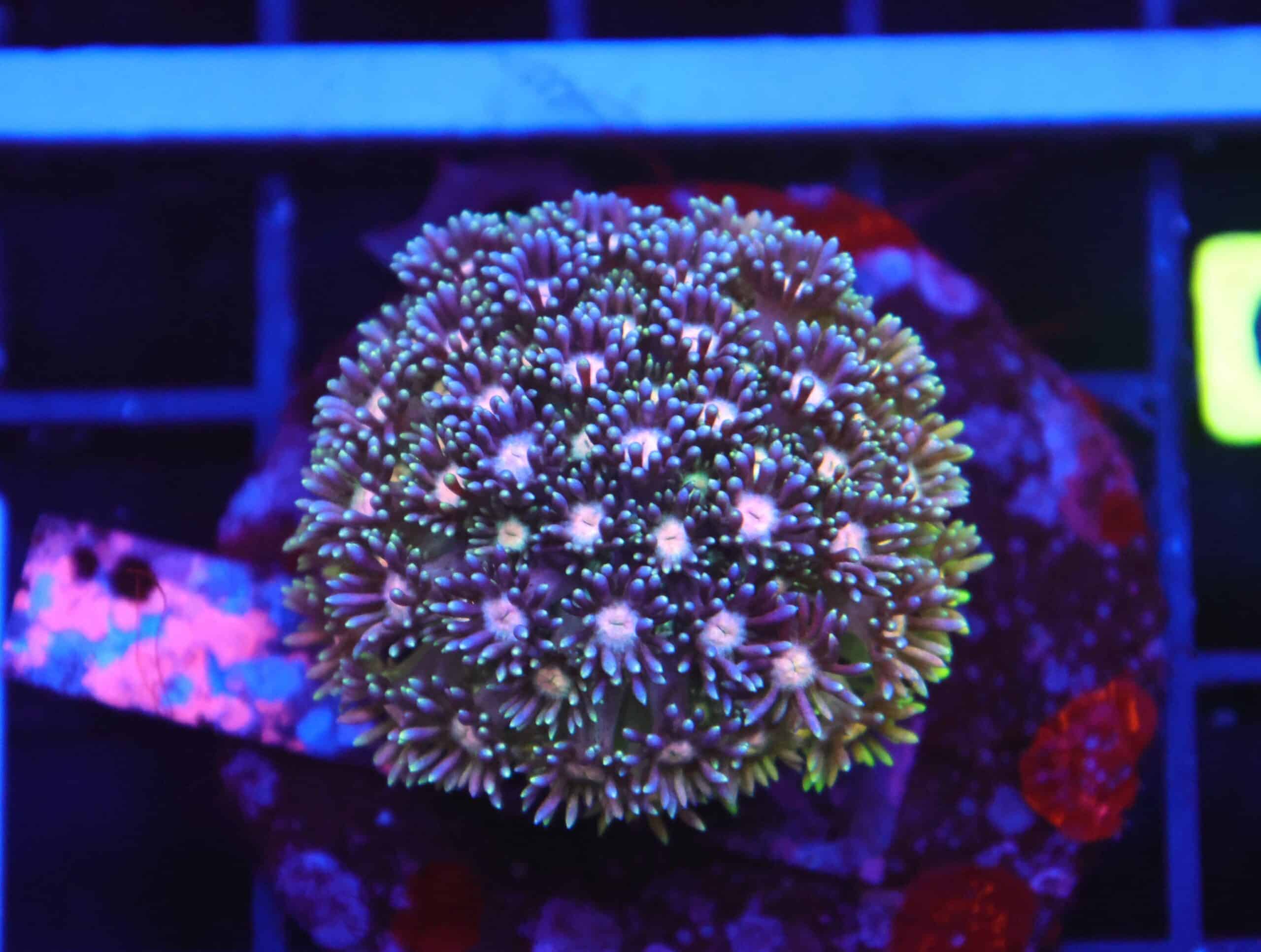 B130 - INDO ULTRA MULTICOLOR GONIOPORA