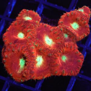 B136 - INDO CRIMSON NEON EYE BLASTO