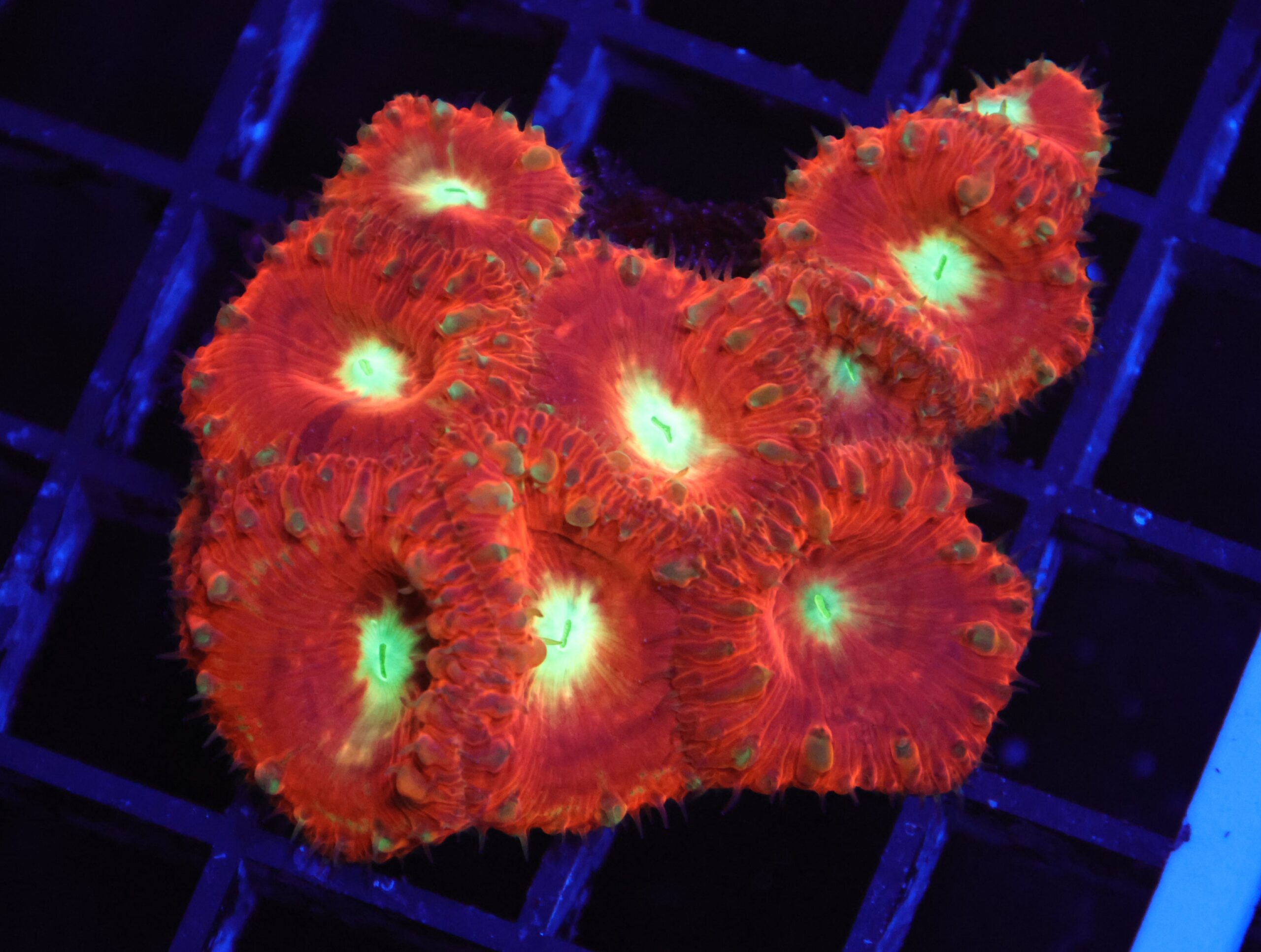 B136 - INDO CRIMSON NEON EYE BLASTO