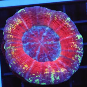 B137 - AUSSIE MIDNIGHT SCOLYMIA AUSTRALIS